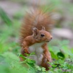 Scoiattolo europeo (Sciurus vulgaris) foto di Massimo Piacentino Wildlife Photographer